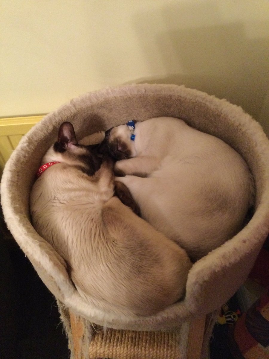 AmandaBenstead's tweet photo. Replying to #CocoNPops #NationalSiameseCatDay. Ours are very excited to know they have their own day😻 remembering our beautiful boy Orlando, we miss hi. So much. https://t.co/lq4rDIw7nh