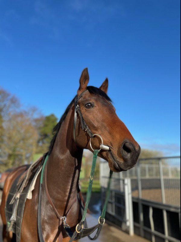adrian_keatley's tweet photo. This guy makes his debut today under @SeanPDavis3 @BathRacecourse in the 2:40 good luck to connections 🍀 https://t.co/NZrHgdEN5G