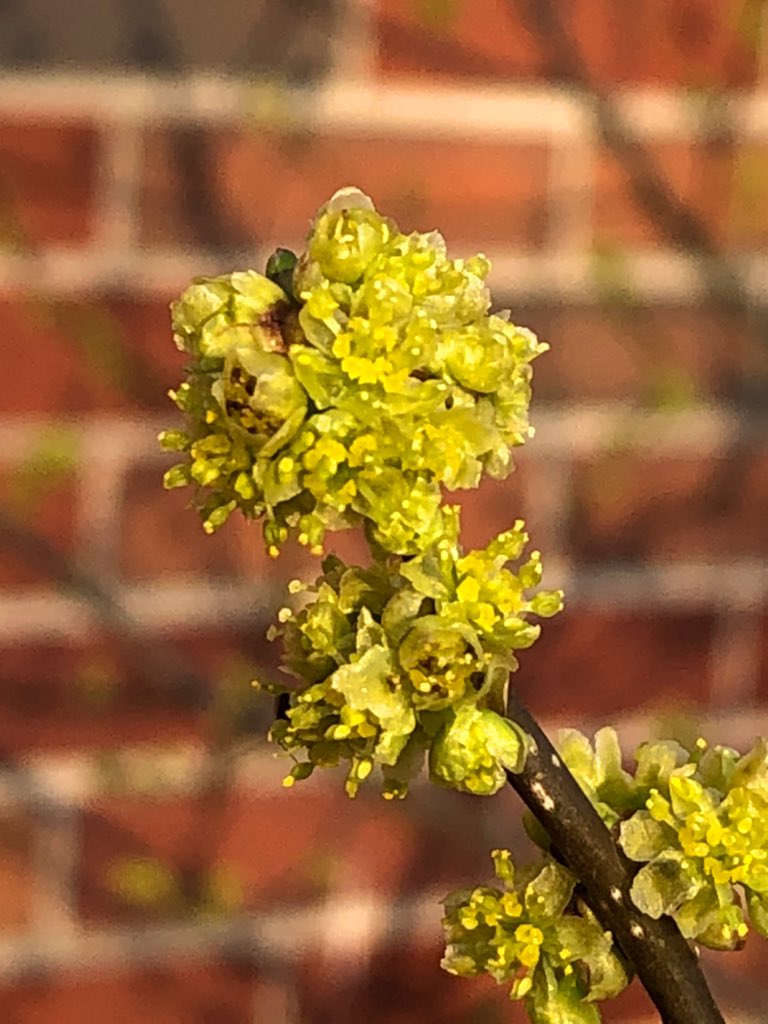 MartineBotany's tweet photo. From my series, “1001 Attempts to Get a Decent Phone Shot of Spicebush Flowers.” Today in central PA. #phenology #dehiscence #Lindera #Lauraceae #nativeplants https://t.co/91uIJ8mDbW