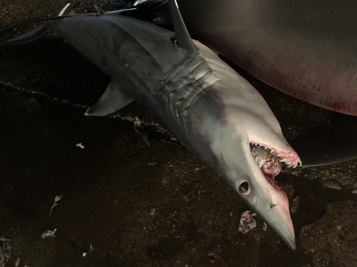 海のお魚 Bluemoondevil1 Twitter