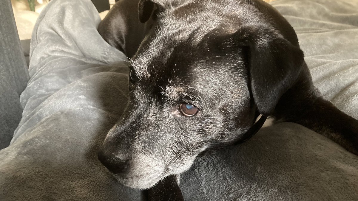 Hi everyone, Tyson’s mum &amp; dad here. We are devastated that Tyson passed away last night. It was very sudden and there was nothing the emergency vets could do. We are so grateful for all the love and kindness Tyson has received on Twitter and we are so sorry to give you such /1