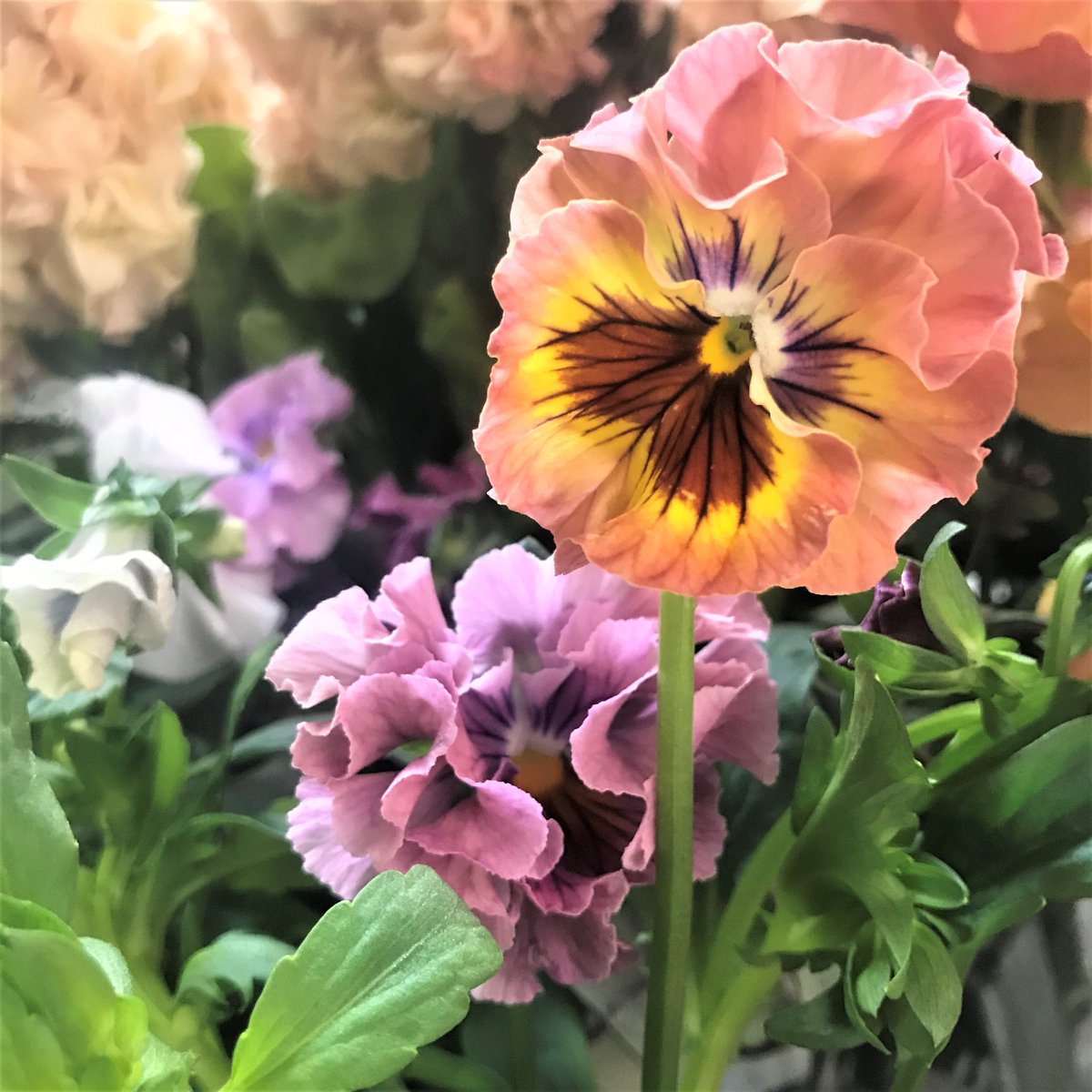 Arcobaleno ビオラ パンジー Viola Wittrockiana 属性 スミレ科 スミレ属 原産地 ヨーロッパ 花言葉 誠実 信頼 エディブルフラワー 食べられるお花 としても人気がある Flowerpower Florist Flowerlovers Botanical Gardening ビオラ Arcobaleno ビオラ パンジー Viola Wittrockiana 属性 スミレ科 スミレ属 原産地 ヨーロッパ 花言葉 誠実 信頼 エディブルフラワー 食べられるお花 としても人気がある Flowerpower Florist Flowerlovers Botanical Gardening ビオラ
