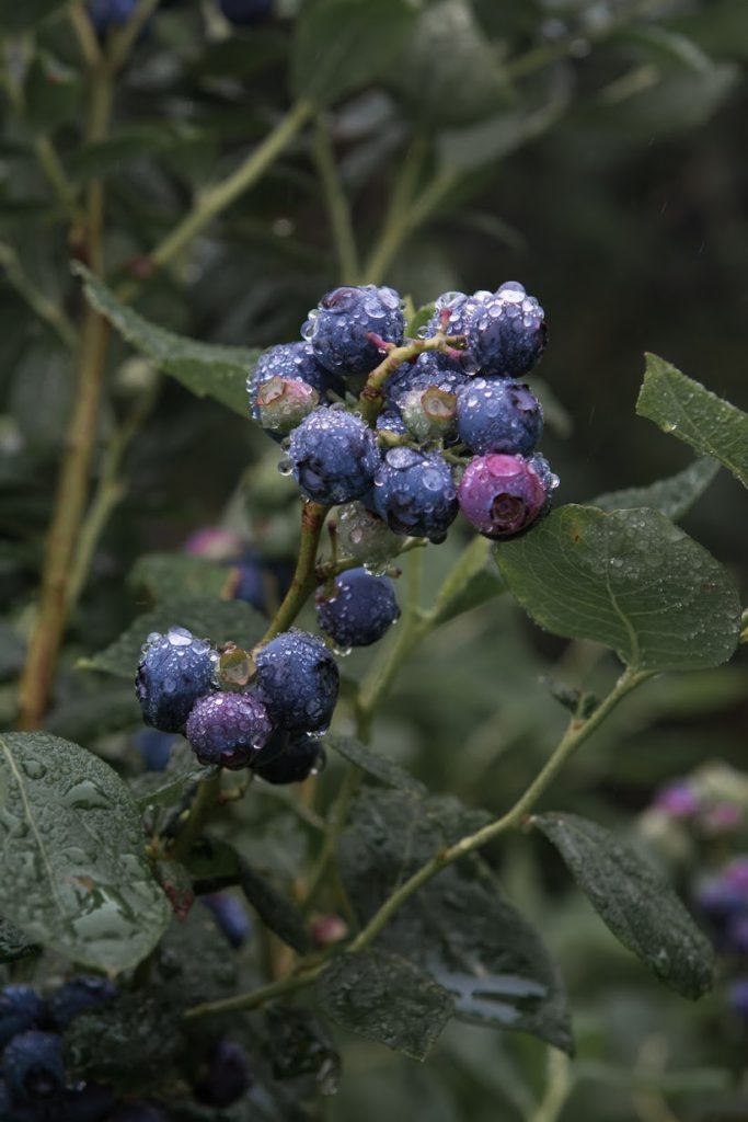 El pasado domingo Chartier desafió a salir de la zona de confort dulce con los arándanos y a probarlos con yema de huevo, espinacas o con maíz. Y nosotros, lo primero que hicimos después de leerle fue viajar...
cocinafuturo.net/asturias-parai…
<a href="/papillesetM/">François Chartier</a> <a href="/elgranjero_es/">El Granjero</a>