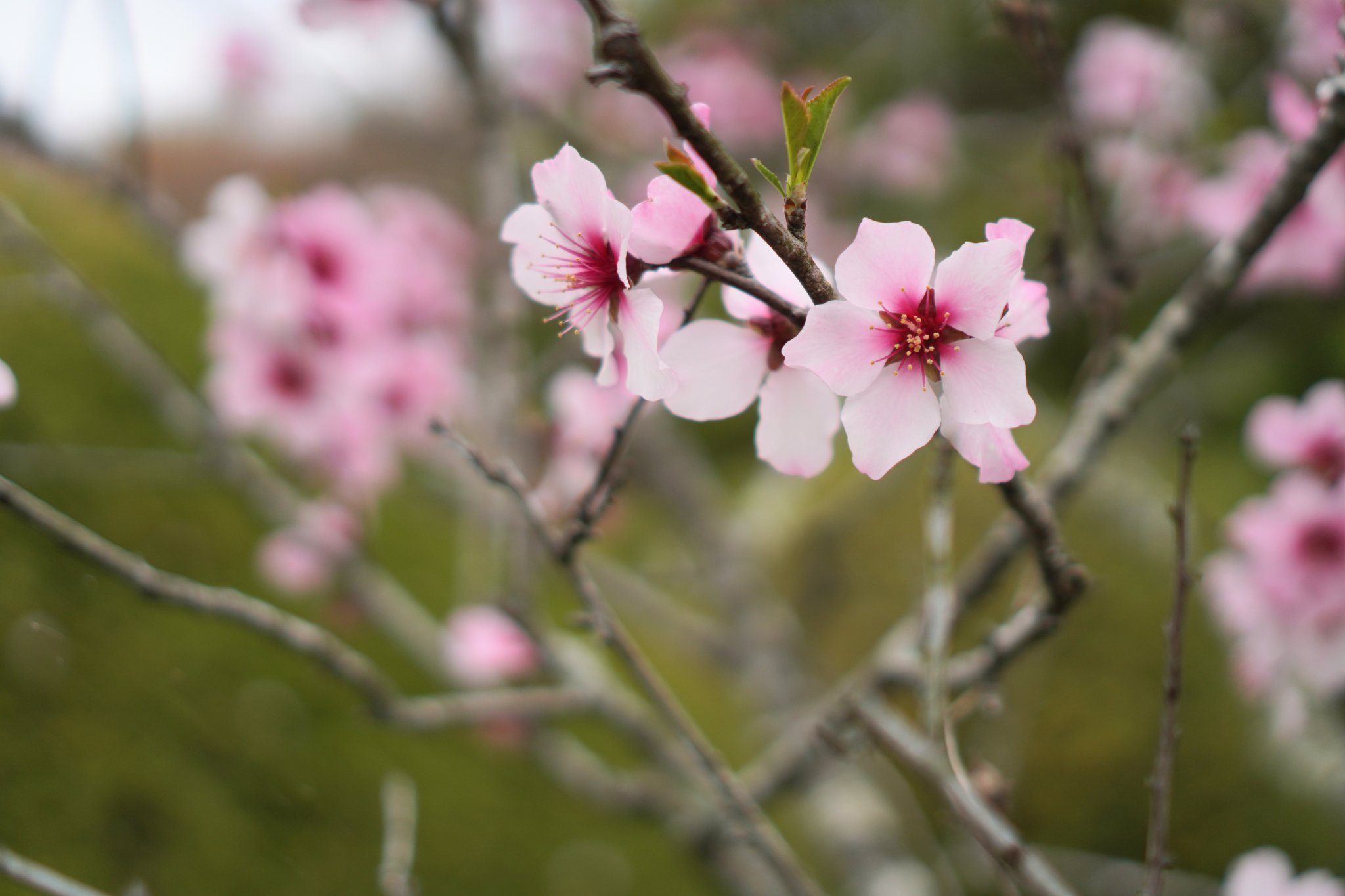 アーモンドの花 Twitter Search Twitter