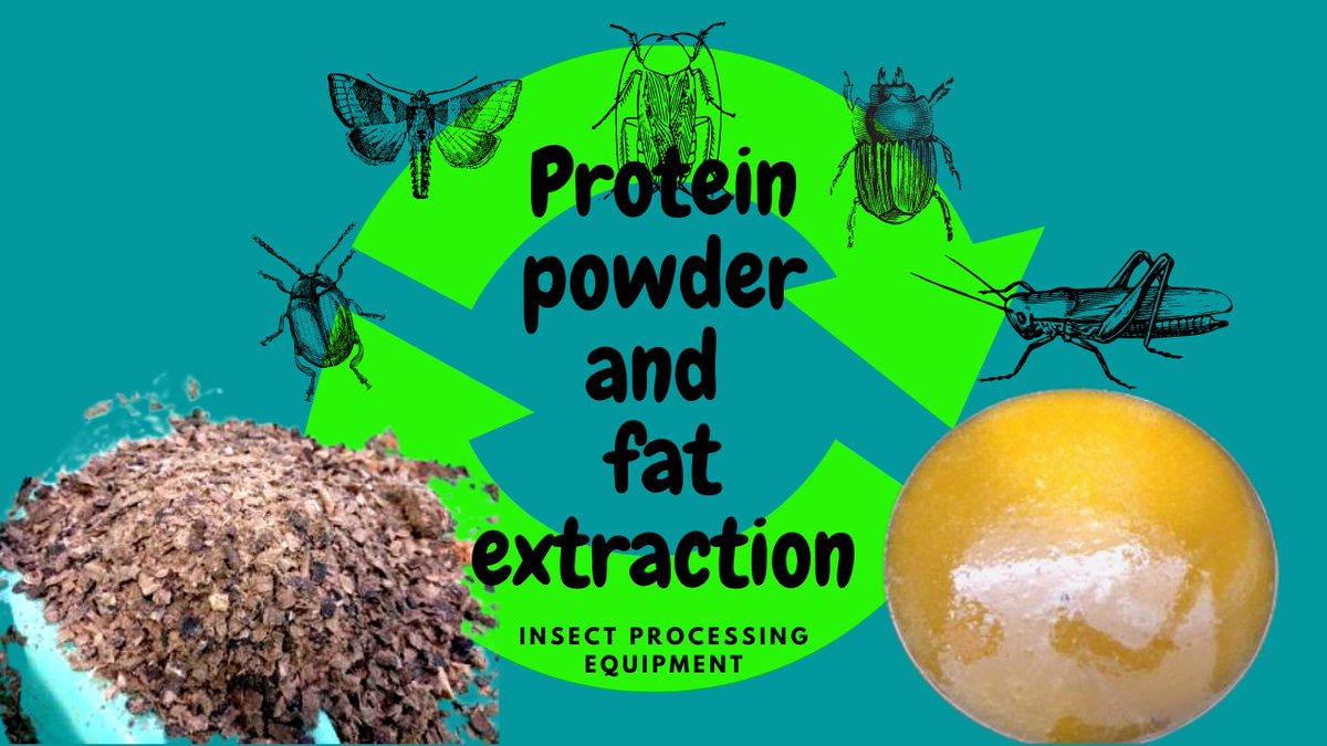 Insect_Experts's tweet photo. How to extract #proteinpowder and #fat
from #insects?
*Celitron ISS AGRI* provides equipment for a new process.
https://t.co/KZftVOKYww
#Hungary
#insectprotein
#proteinalternative
#business #StartUp #sustainability https://t.co/AT5KDBOknq