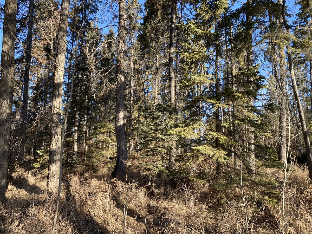 LarkaunHomes's tweet photo. Check out what happens when you have the right equipment for the task. It’s like a park now. This acreage is ready for its dream home. #BuildingValueForLife https://t.co/xeNoIWgIWF