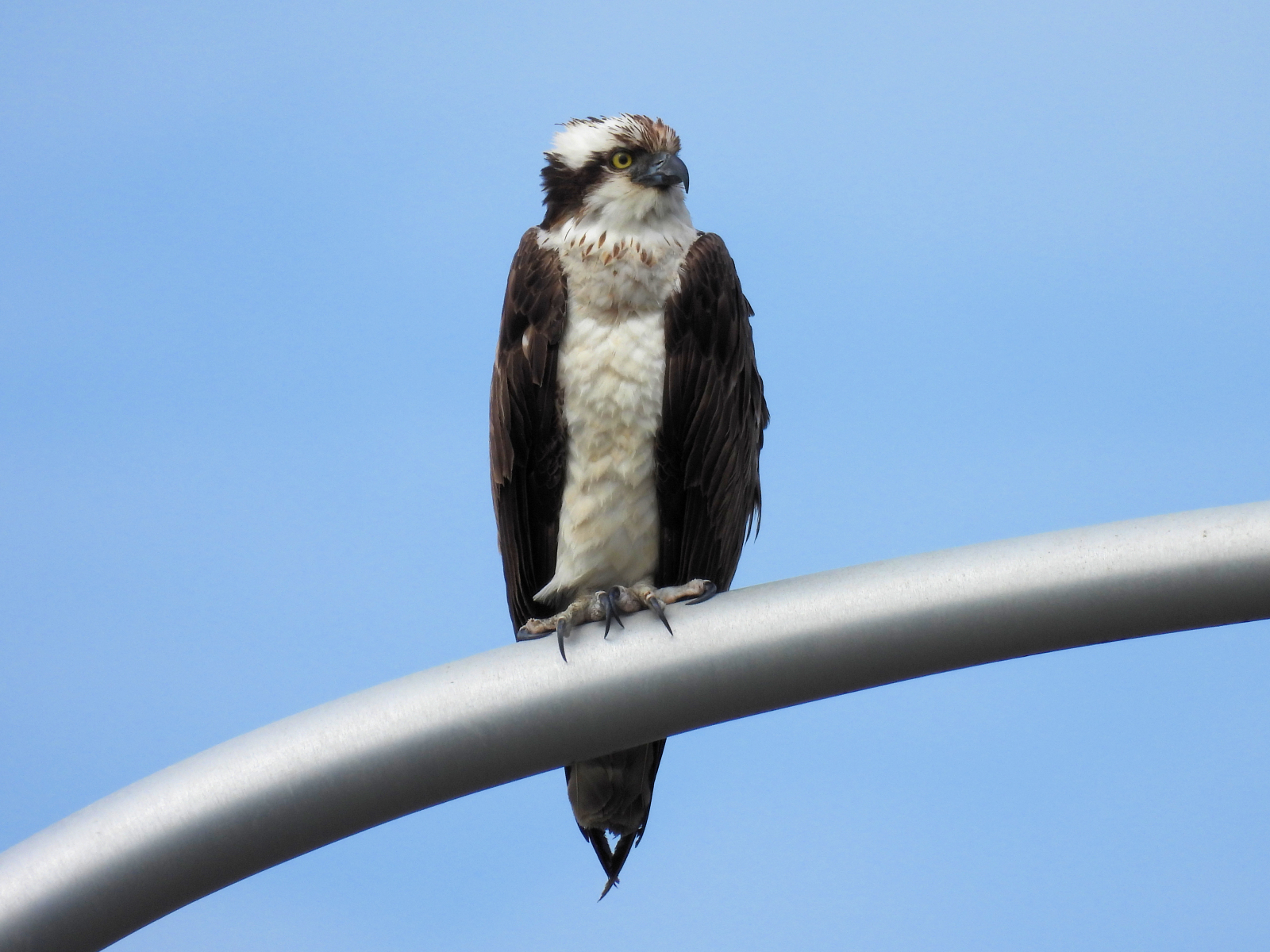 ゆきみ 今朝の鳥見の大収穫 ミサゴさん だよね 頭に産毛らしきものもあるけどもしかして幼鳥なのですかね 結構車や人通りのある場所の電灯でずーっとキョロキョロしてました 大人のミサゴさんがこんなとこに止まってるのは違和感しかなかったから
