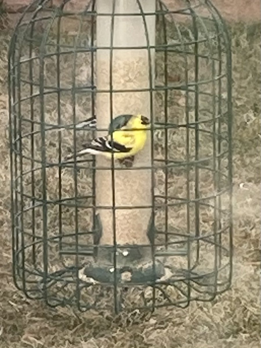 Getting yellow. 💛🐦💛 #AmericanGoldfinch #CObirds