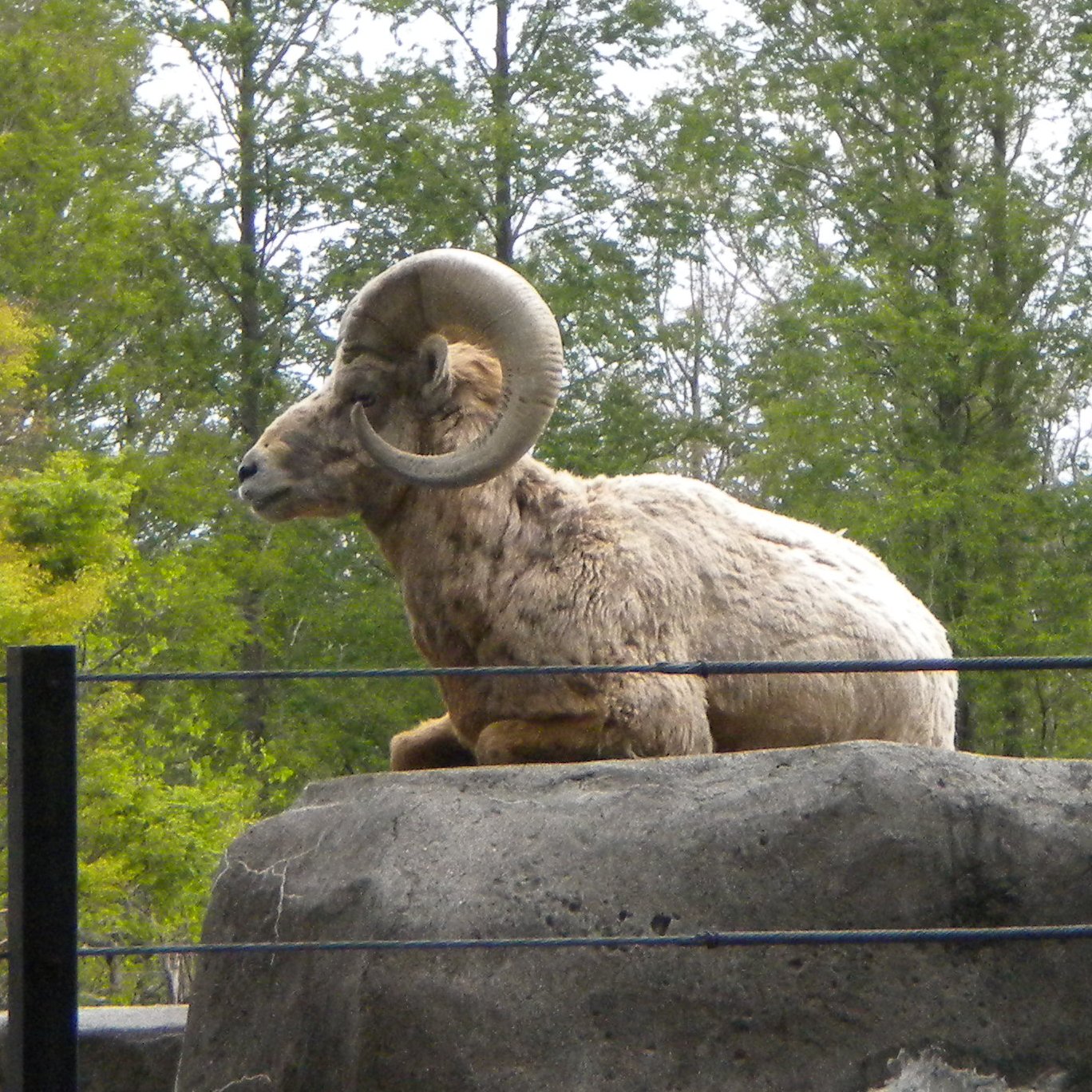 動物マニアのryu郎 オオツノヒツジは別名ビッグホーン と呼ばれるように ヒツジの仲間でもずば抜けて巨大な角を持ちます この角が立派な雄ほど強く 多くの雌を引き付けます この角の強さは凄まじく 頭突き を喰らえば人間の