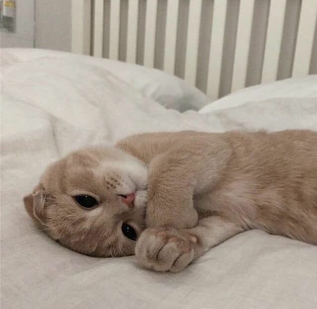 williasunset's tweet photo. gatinhos fofinhos pra eu ver quando tiver triste; a thread https://t.co/pqEq0mMd89