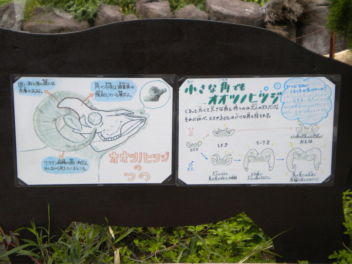 動物マニアのryu郎 オオツノヒツジは別名ビッグホーン と呼ばれるように ヒツジの仲間でもずば抜けて巨大な角を持ちます この角が立派な雄ほど強く 多くの雌を引き付けます この角の強さは凄まじく 頭突きを喰らえば人間の頭蓋骨が簡単に割れてしまう程