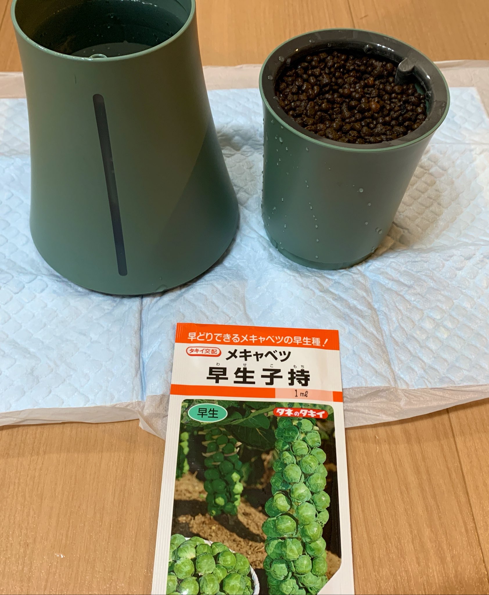 狼 準備してみた 種はボタニウム到着までに悩みに悩んだ結果 芽キャベツ 食べて美味しくて 最寄りのスーパーじゃなかなか手に入りづらい野菜 上手く育つかな ボタニウム 水耕栽培 家庭菜園 野菜を食べよう 野菜を育てよう ステイホーム
