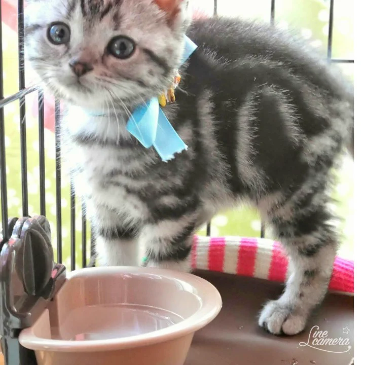 @yajima_kenji うちの子も仔猫の頃は自動車学校に行くのもヒヤヒヤで…広め2段ケージ内に居てもらいました…6歳ともなると余裕で屋内お留守番してくれますわー！ 