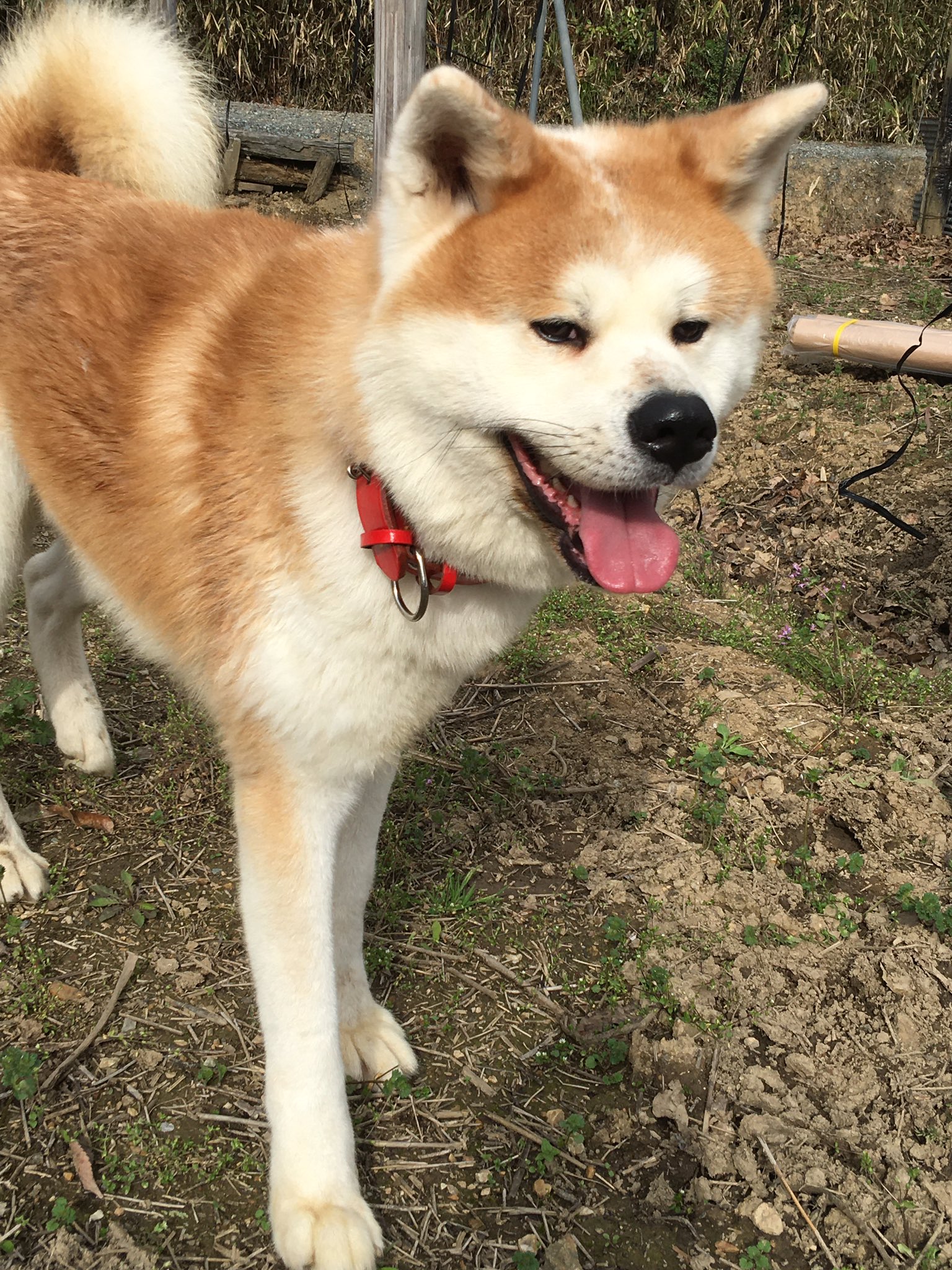 本多ぶどう園雄嗣 昨日から新しい家族が増えました 秋田犬の成犬でデカイので娘2人もびびってたけどブリーダーさん譲りでおとなしく じゃれて来るので皆んなに可愛がってもらってます 息子が帰ってきたら兄弟になれるかな ピオーネ シャイン