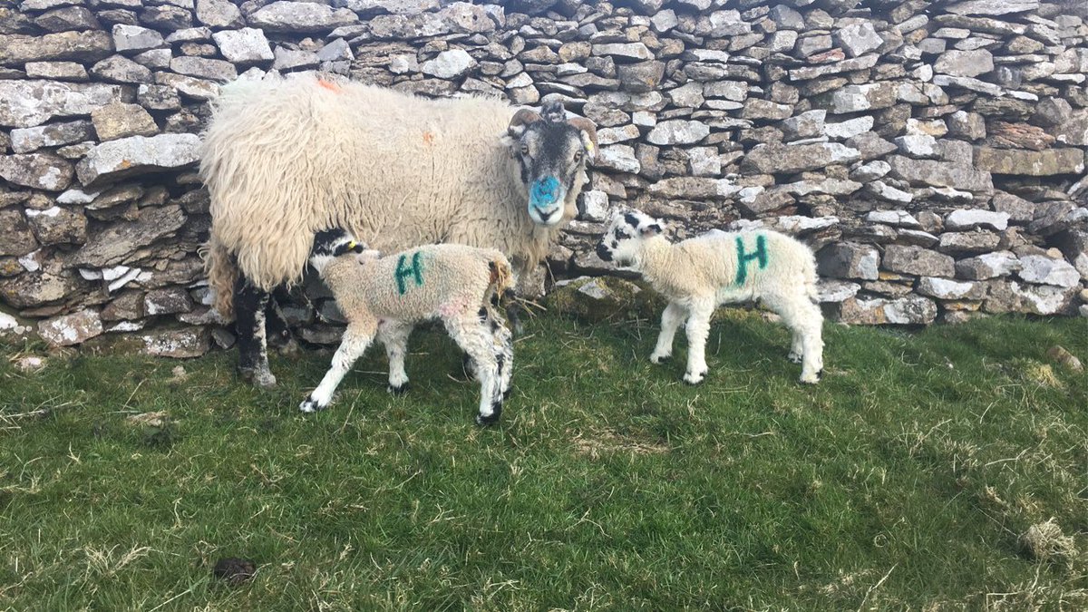 The question on everybody’s lips this lambing time, Who is H?? #LineOfDuty #lambing21