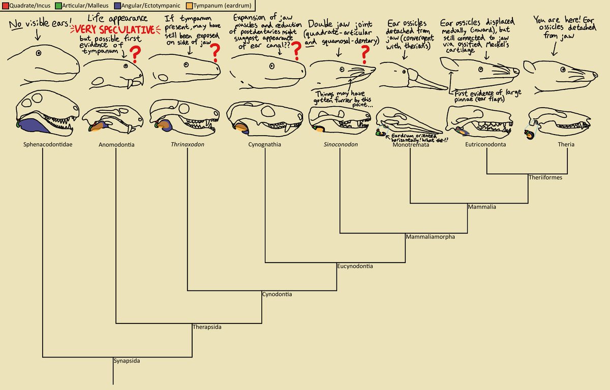 The origin of the mammalian ear is one of the most remarkable and well-studied transitions in vertebrate evolution. This is my attempt to explain it: deviantart.com/albertonykus/a… #SciArtTweetStorm #SciArt