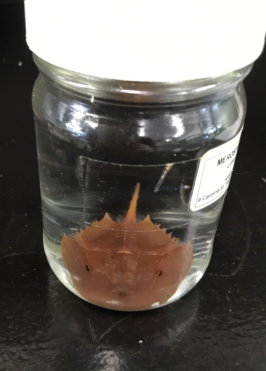 SeaSpongeCake's tweet photo. I've only ever seen preserved specimens of Limulus / horseshoe crabs 😭

How I'd love to see one slowly crawling along a beach someday... 🖤 If you're lucky enough to see one, please blow it a kiss from me 🥺

#Limulus #HorseshoeCrab 😘 https://t.co/LueTr63kLk