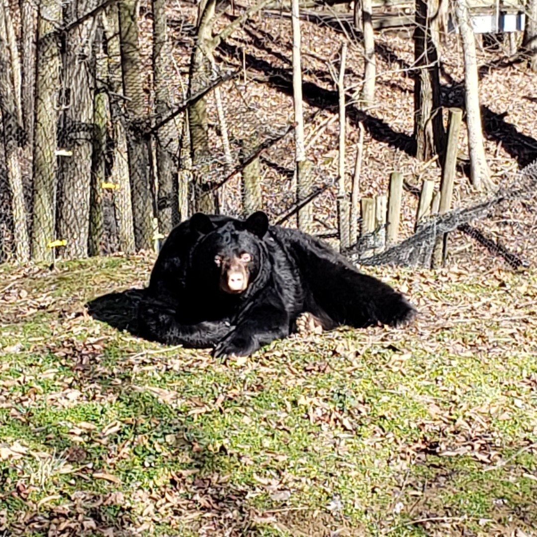WildlifePrairiePark tweet media