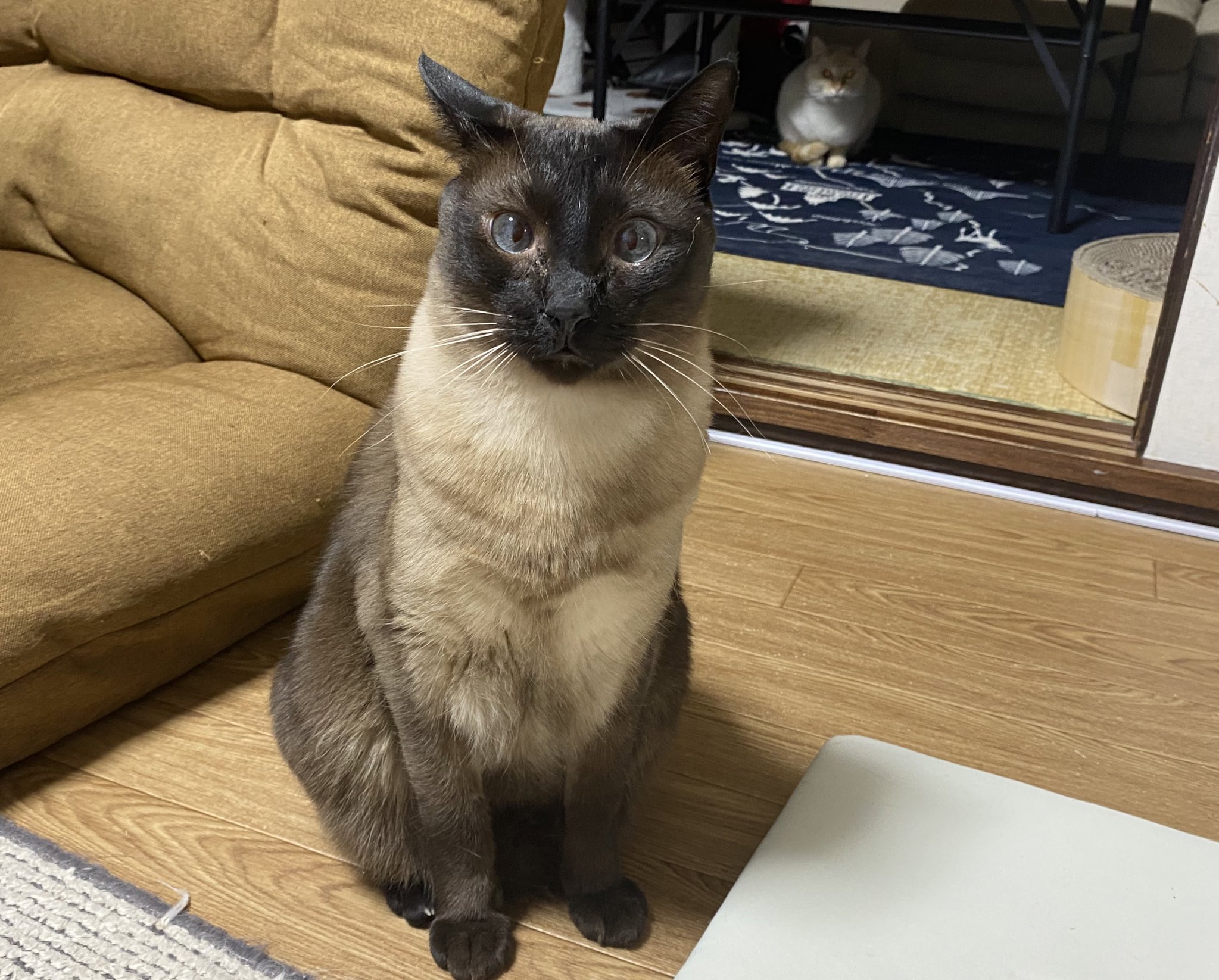 熱販売 すげーでっかい おでぶなシャム猫 サイアミーズ 猫ワッペン 足付 ペット Losfi Cl