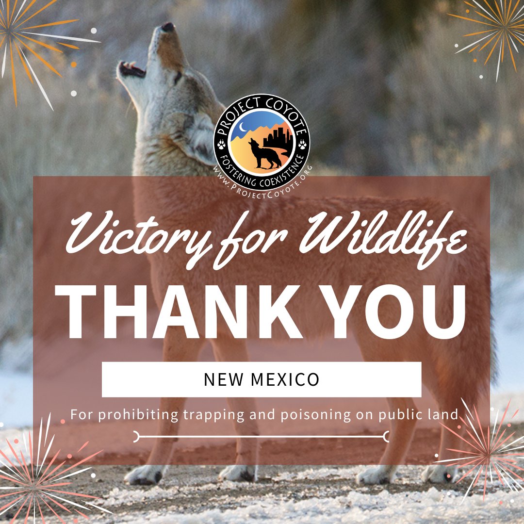ProjectCoyote's tweet photo. We celebrate this victory with other organizations that worked together to pass SB 32 (Roxy’s Law) that bans Trapping and Poisoning on New Mexico public lands

@AnimalVoters
@CenterForBioDiv
@ProtectNM 
@Defenders
@endangered
@nmwildaction
@SierraClub 
@wildearthguard https://t.co/VgOA81W2Ue