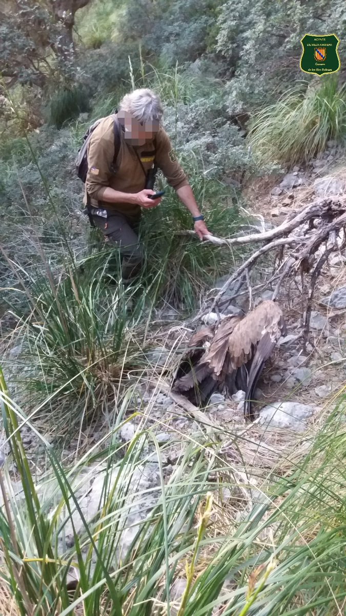 ⚠️ Localitzam un exemplar mort de voltor lleonat amb emissor de geolocalització, el recollim i el traslladem al COFIB per a la seva necropsia