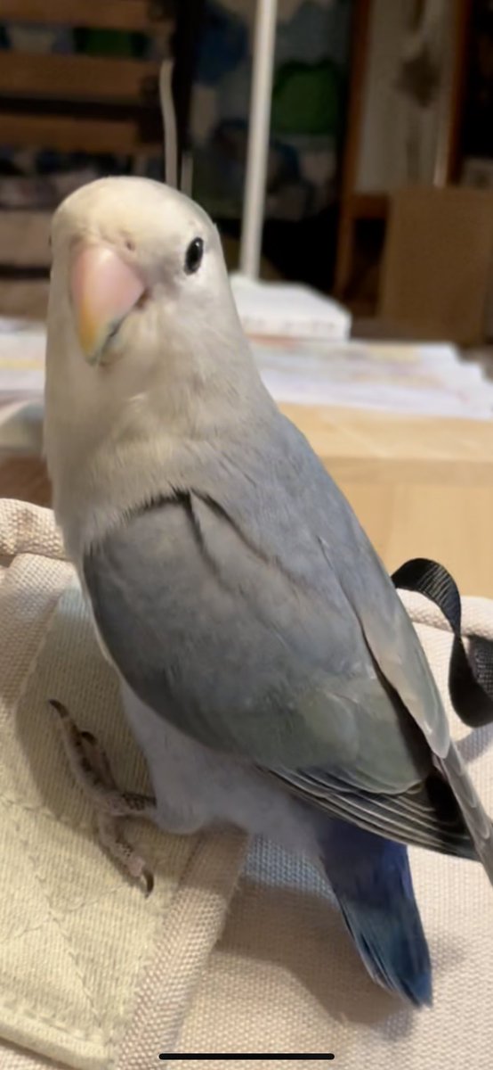 sanchansos's tweet image. コザクラインコのサンちゃんです。
サンちゃんと呼ぶと、サンちゃんってたまに言います。
4月6日16時頃から茅ヶ崎市にて迷子になりました。保護してくださった方はDMお待ちしてます。雛から育てているので、人の頭にのったりします。
#迷子インコ　#茅ヶ崎　＃インコ
＃インコ保護　#コザクラインコ