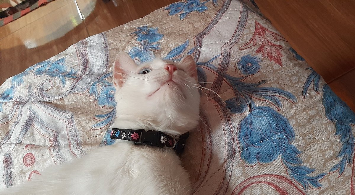 lastcypherr's tweet photo. Mamãe diz que não gosta se gatos mas ontem ela chegou com essa coleira pro Hobi "olha aqui oq eu comprei, tem até um sininho! Olha só pra ele, parece até um carneirinho."

Eu perdi tudo kkkk e é pq não gosta de gato. https://t.co/DWSLmm4guA