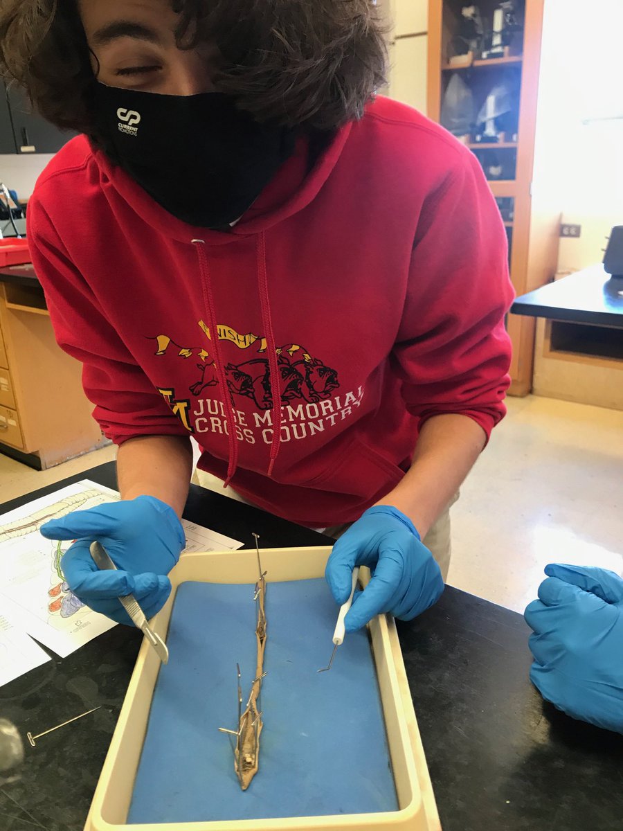 JudgePride's tweet photo. Zoology students dissected worms in a comparative anatomy study. Worms and humans share the same set of genes that are responsible for the development &amp; differentiation of the ectoderm (outer skin), mesoderm (organs and muscles), and the endoderm (digestive tract) #judgescience https://t.co/4cfjny81sL