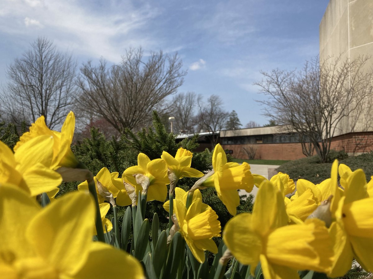 ONUArtandDesign's tweet photo. Spring is in the air! #springtime2021 #OhioNorthern #spring #daffodils https://t.co/0xSrP5P6tH