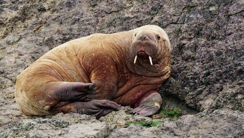 LiveScience's tweet photo. Arctic walrus that drifted to Ireland is now hitching rides on passing ships https://t.co/nuAo5ff0tn https://t.co/Sd2B96tkED