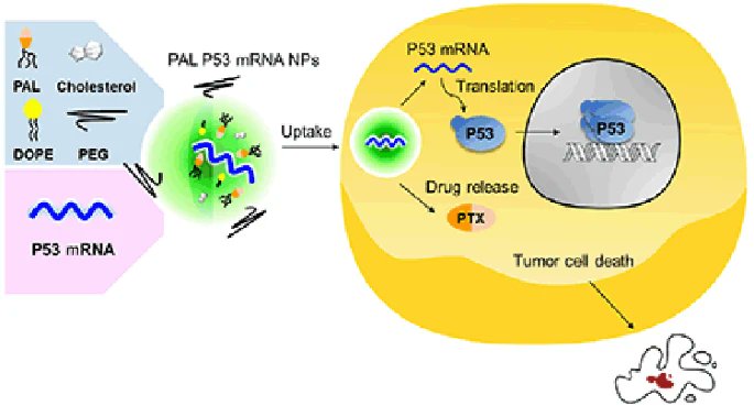 Jefferson Research (@researchatjeff) on Twitter photo Similar to vaccines, mRNA can be used to encode cancer-specific proteins that teach the immune system to recognize and target only a tumor (and not healthy tissue). <a href="/BioNTech_Group/">BioNTech SE</a>
#JeffTakeover, #scicomm, #rna Similar to vaccines, mRNA can be used to encode cancer-specific proteins that teach the immune system to recognize and target only a tumor (and not healthy tissue). <a href="/BioNTech_Group/">BioNTech SE</a>
#JeffTakeover, #scicomm, #rna