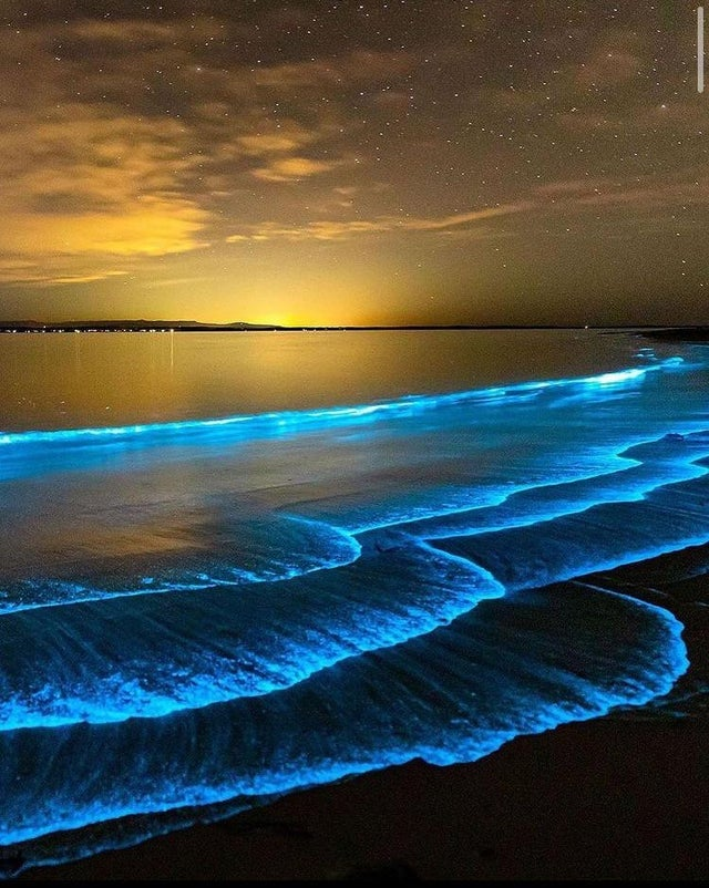 Bioluminescence wave
