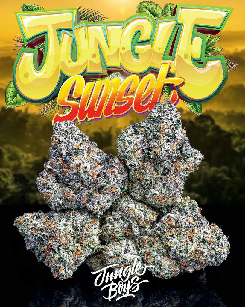 Jungle Boys OC (@jungleboysoc) on Twitter photo Stay gassed up on a Jungle Sunset!🌴🌅⛽️
#JungleSunset 1 (Sunset Sherbert x Jungle Cake)
Cultivated by <a href="/jungleboys/">Jungle Boys</a>oc x Bred & Selected By @jungleboys 🔥
.
.
.
#Playingwithfire #alwaysimitatedneverduplicated #jungleboys #jboc #orangecounty #orangeco… instagr.am/p/CNVSoTLhgjw/ Stay gassed up on a Jungle Sunset!🌴🌅⛽️
#JungleSunset 1 (Sunset Sherbert x Jungle Cake)
Cultivated by <a href="/jungleboys/">Jungle Boys</a>oc x Bred & Selected By @jungleboys 🔥
.
.
.
#Playingwithfire #alwaysimitatedneverduplicated #jungleboys #jboc #orangecounty #orangeco… instagr.am/p/CNVSoTLhgjw/