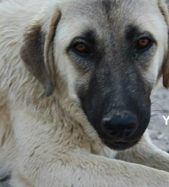 Aslihayvandostl's tweet photo. YİNE CANKAYA BELEDİYESİ YİNE ÖZGÜR.Turkkonut Bulvarı. Göz göre göre iki küpeli sokak köpeğim yok edildi.Onlarca sahit ve kamera görüntüsüne rağmen iki köpeğim biri sarı diğeri siyah bilinmeze atildi. ARTİK ÖZGÜR DENEN ADAMİN BU GOREVDEN ALİNMASİ LAZİM. https://t.co/tin8q9pN6M