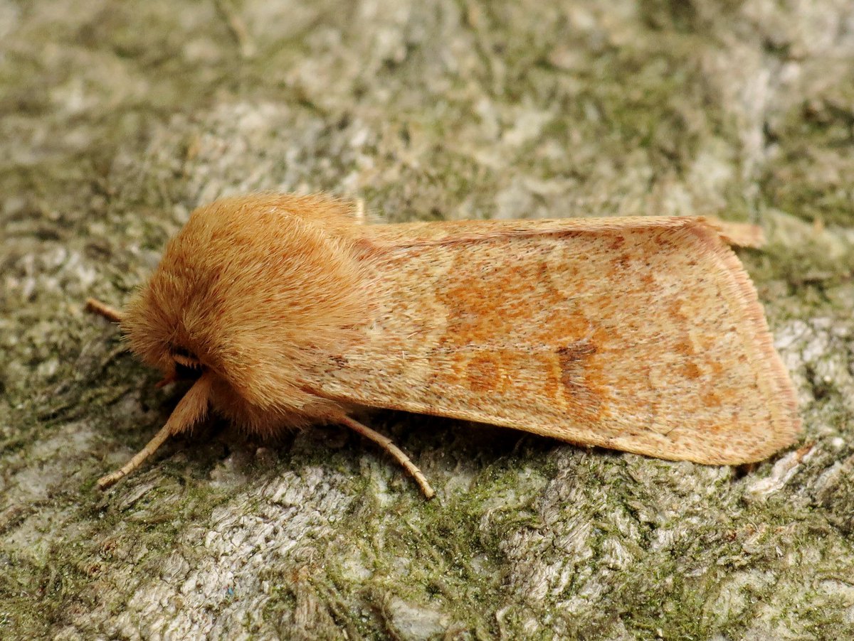 Zeldzame bezoeker in de tuin. De Eikenvoorjaarsuil (Orthosia miniosa) #nachtvlinder #moth #insect #nature #zeldzaam <a href="/Nachtvlinders/">Nachtvlinders</a> <a href="/vlinderNL/">De Vlinderstichting</a> <a href="/waarneming/">Waarneming.nl</a> <a href="/volgdenatuur/">volg de natuur</a> <a href="/IVNNederland/">IVN Natuureducatie</a>