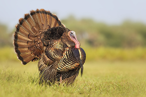 TFC_TrainingEd's tweet photo. Every hunter has his personal tips and tricks, but there are a few basic tactics that can be followed to increase your chances of bringing home a trophy bird. https://t.co/NYE3wiiGqA https://t.co/pHjBp5fuqz