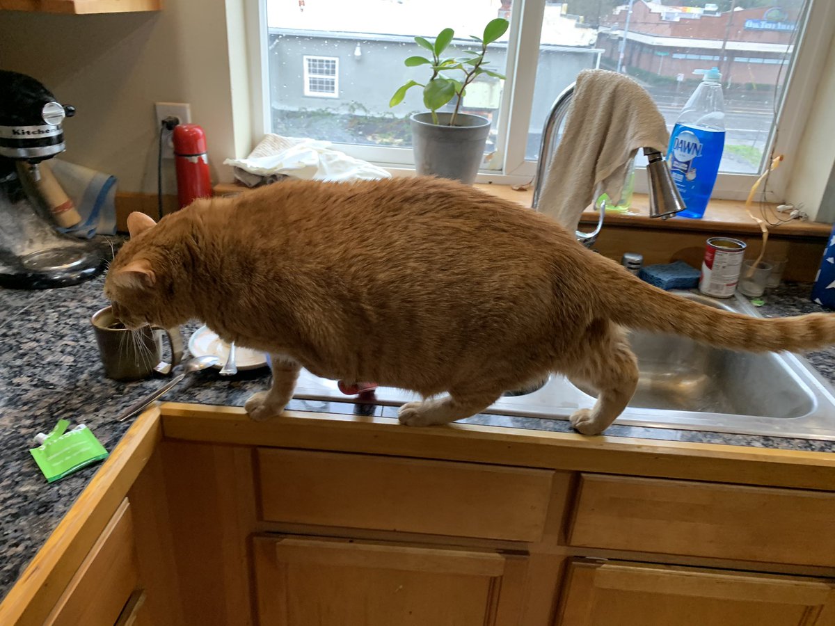 Bayek_Reign's tweet photo. Hanging out with my hoomans in da kitchen. I love getting in da way.  
#CatsOfTwitter #cats https://t.co/QLpmdIvLWw