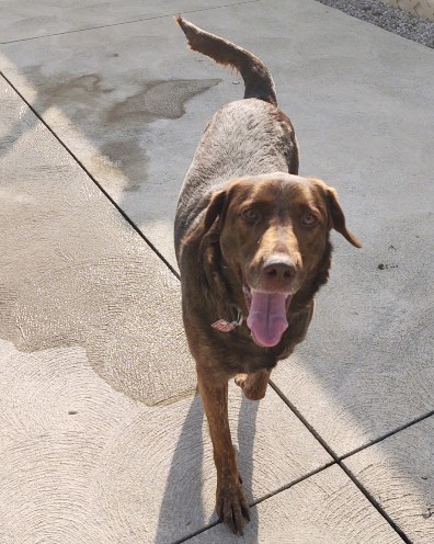 Reese is a 3 YO Lab/Husky/Doberman mix. Our <a href="/AlphaDogPets/">Alpha-Dog Pet Center (Chip Ingersoll, owner)</a> Morning Mix Mutt is very sweet, does great on a leash, knows how to sit on command, enjoys going for car rides and loves attention. Meet Reese at the Erie County Dog Pound in Sandusky,