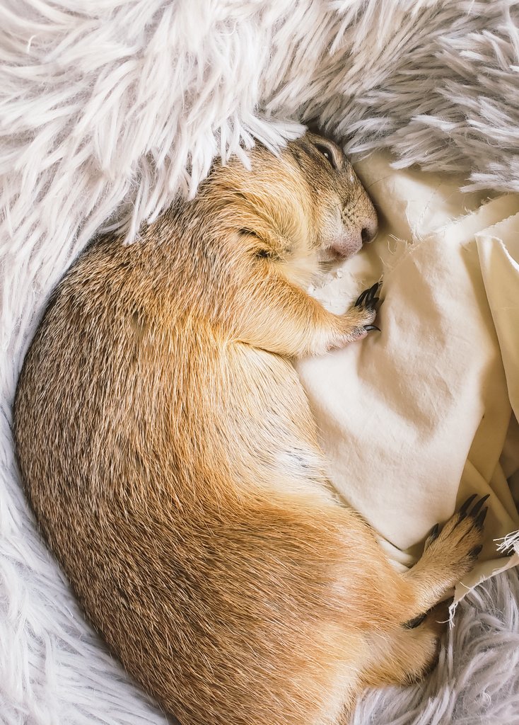 RatManParty's tweet photo. Its soo nice waking up from a nap to take another nap. #prairiedog https://t.co/mRrHIsCAtA