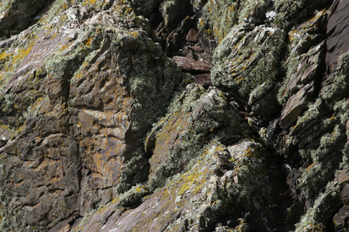 Skokholm Island tweet media