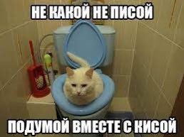 Смешной хлеб. Котенок в банке. Подумай кот. Подумай кот. Коты в банке мемы.