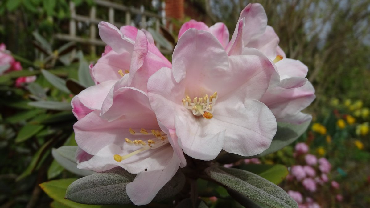 R. pachysanthum in the front garden a few days ago. This is for you Rama, thanks for a really great talk. Sorry, this one is in Surrey and not the Pacific Rim!