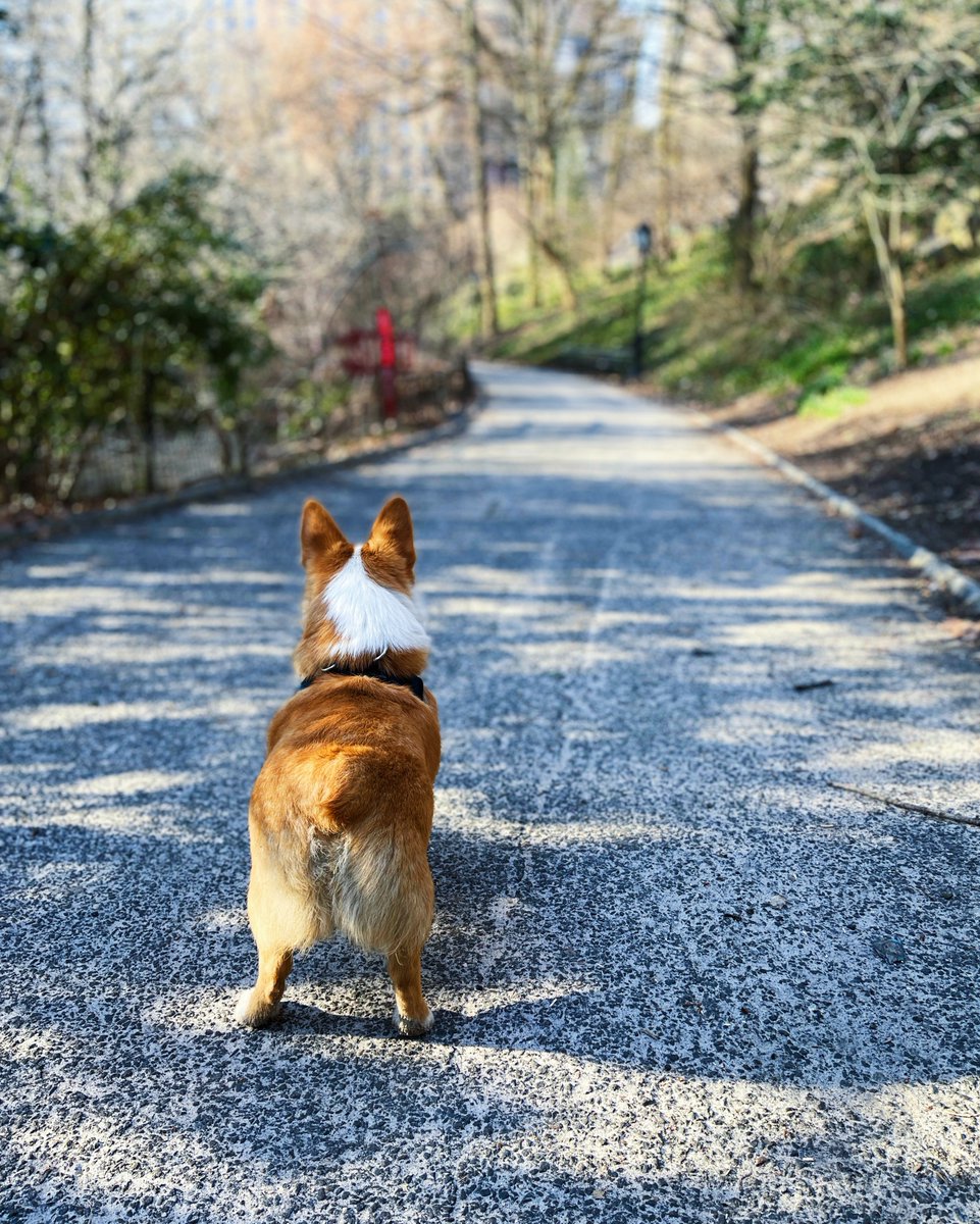 Looking into the future like 🤩

#gnocchitheauggie #Auggie