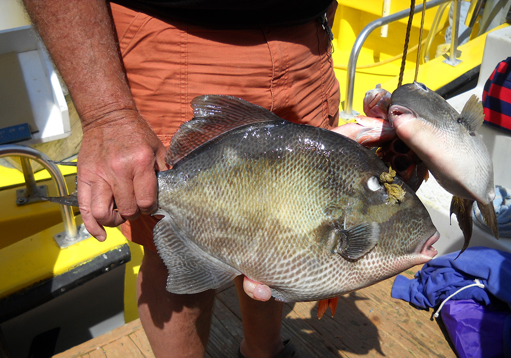 ReelSurprise's tweet photo. #Triggerfish inhabit hard bottom ledges & artificial reefs in water depths that exceed 80 ft. They are commonly caught on squid or cut bait & are known for bait stealing. #reserveyourcharter #orangebeachfishing #orangebeachcharters #customizedcharters #familyfishing https://t.co/uLMovcGADs