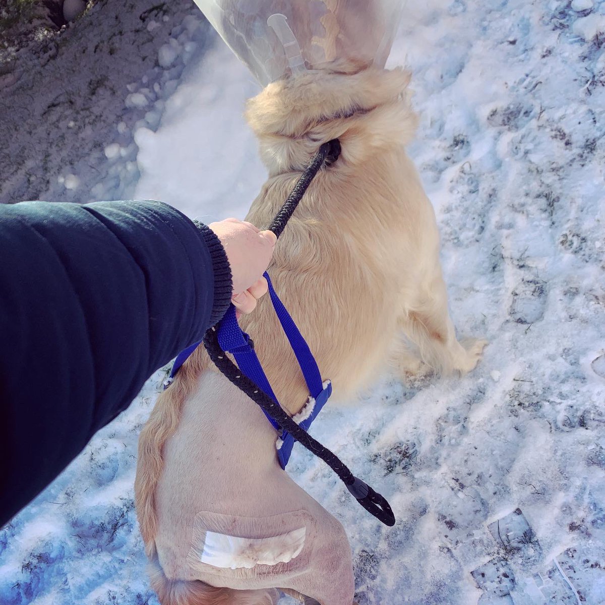 LRRSE_'s tweet photo. RILEY’S NEW HIP 💞 From a very early age this beautiful boy was diagnosed with severe bilateral hip dysplasia! He’s now had his second full hip replacement and is under doctors orders for strict bed rest while it heals. We’re hopeful he will now have a happy and pain free life 🙌🏻 https://t.co/VzIvuptIfz