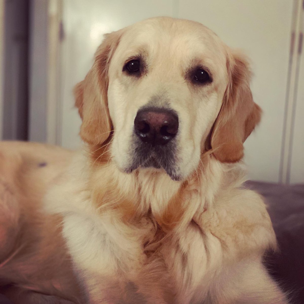 LRRSE_'s tweet photo. RILEY’S NEW HIP 💞 From a very early age this beautiful boy was diagnosed with severe bilateral hip dysplasia! He’s now had his second full hip replacement and is under doctors orders for strict bed rest while it heals. We’re hopeful he will now have a happy and pain free life 🙌🏻 https://t.co/VzIvuptIfz