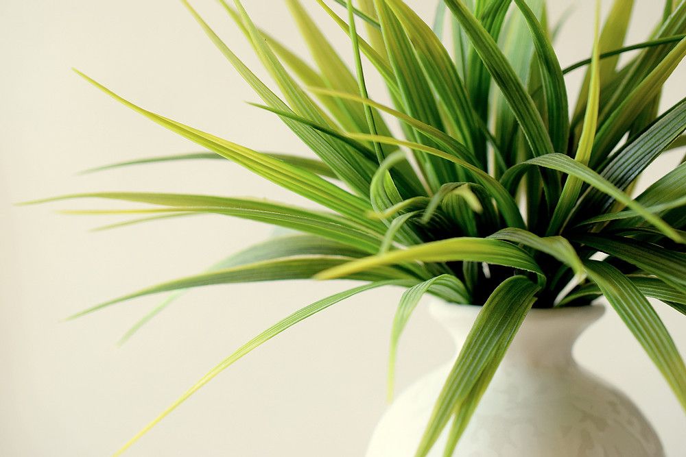 The benefits of incorporating greenery in your salon space
Read more here: buff.ly/3uskfca