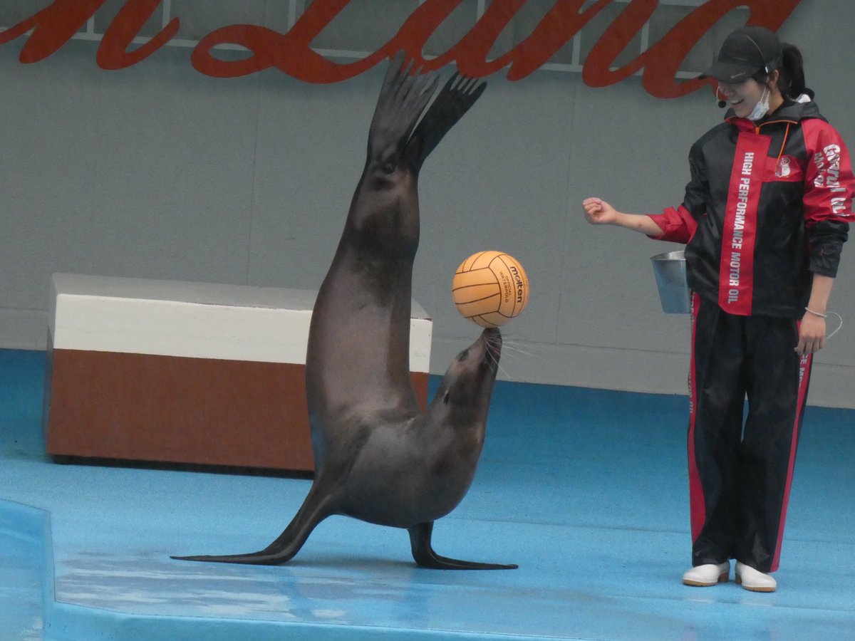 イルカになりたい 雨の中 アヤメのアシカショー 南知多ビーチランド
