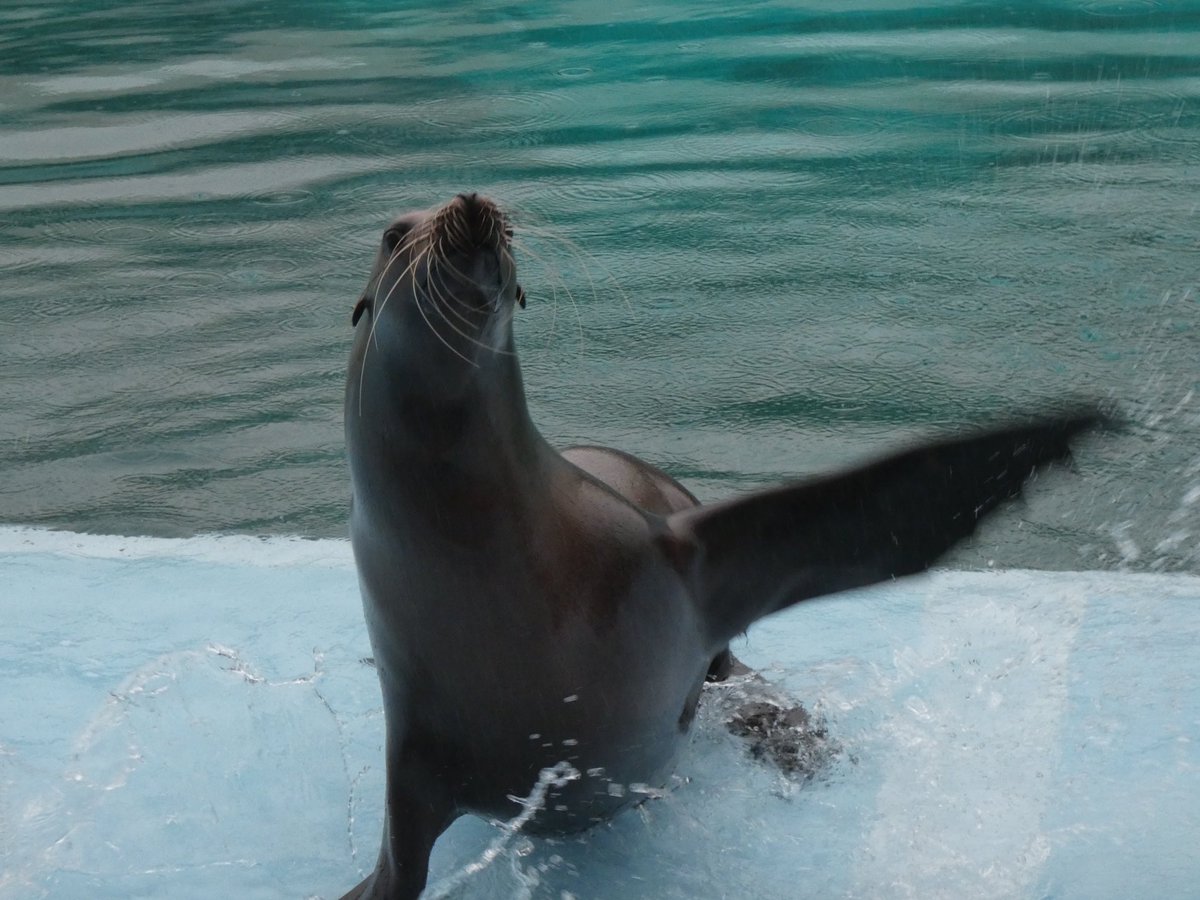 イルカになりたい 雨の中 アヤメのアシカショー 南知多ビーチランド