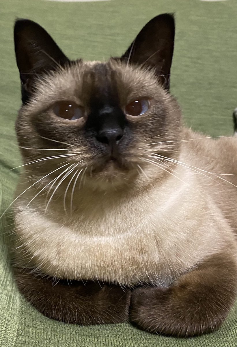 シャム猫の日2021